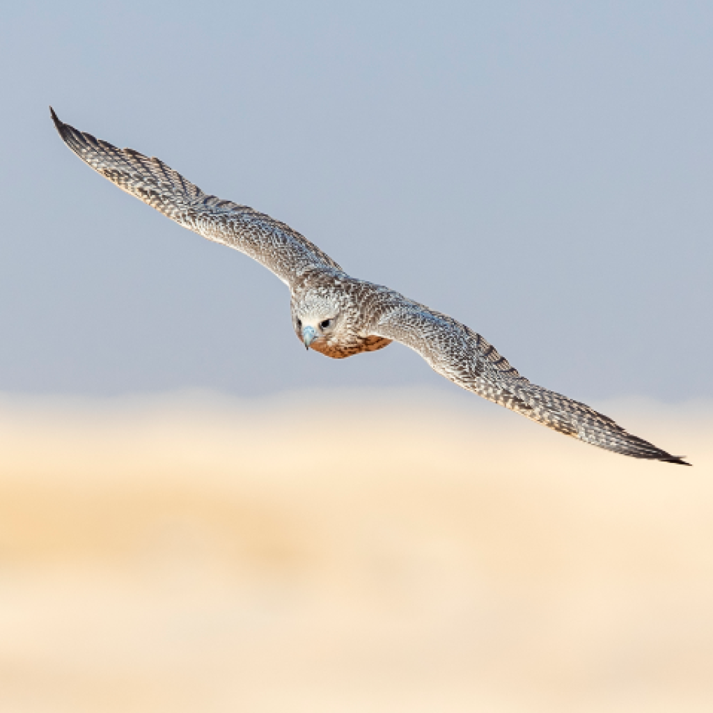 مهرجان الملك عبدالعزيز للصقور