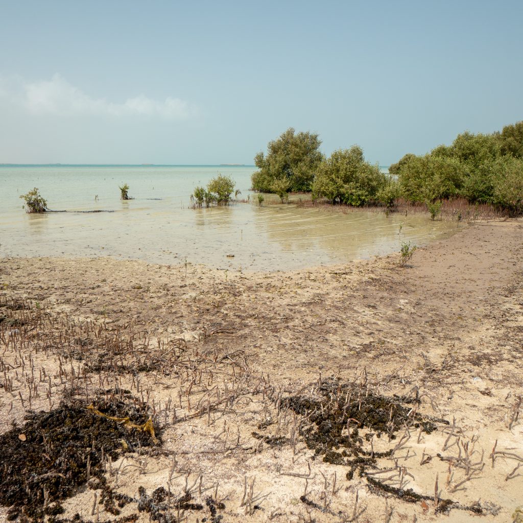 جزيرة فرسان بجازان