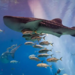 فقيه أكواريوم3