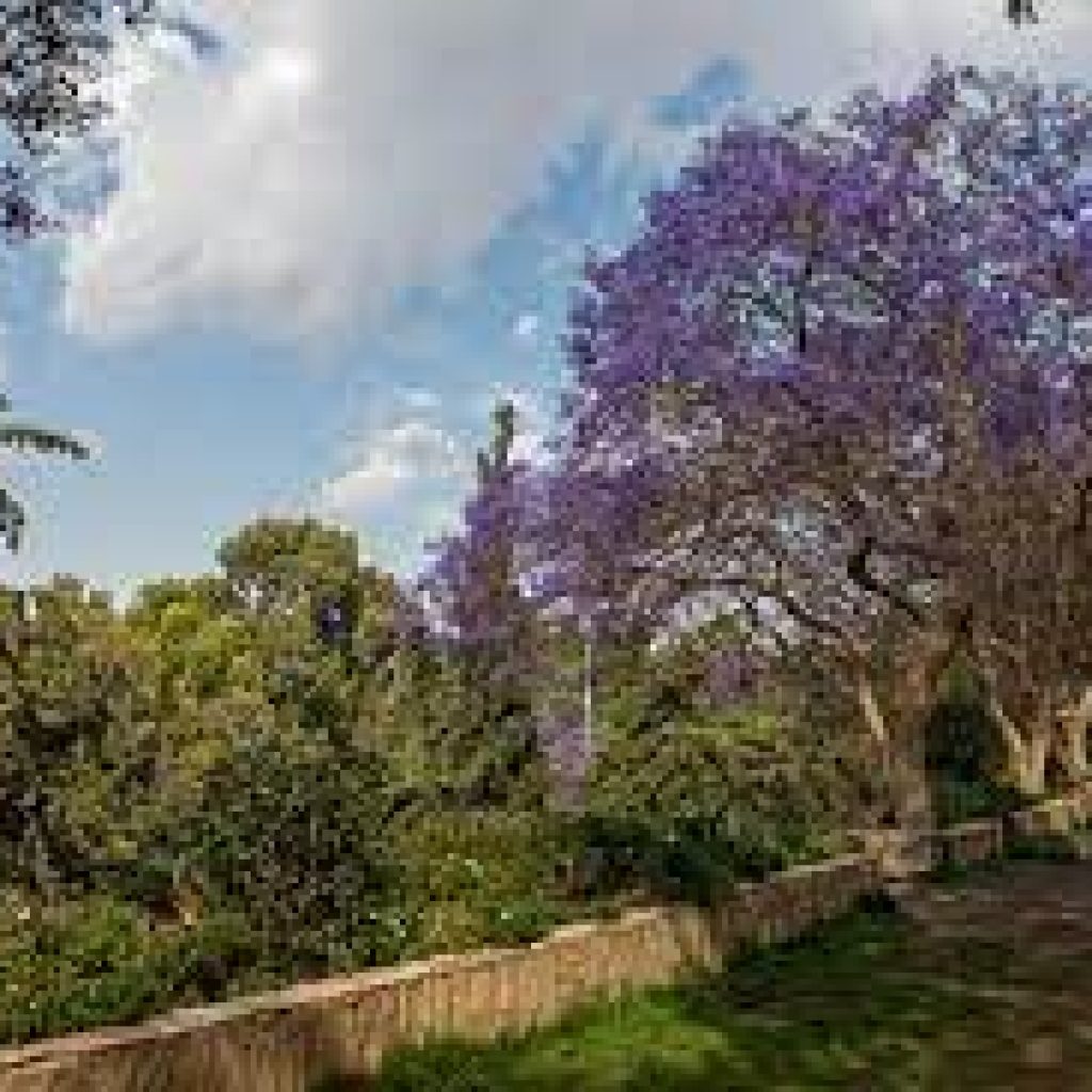 حديقة أبا الخيل5