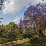 حديقة أبا الخيل5