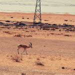 منتزه الثمامة البري “محمية الملك خالد