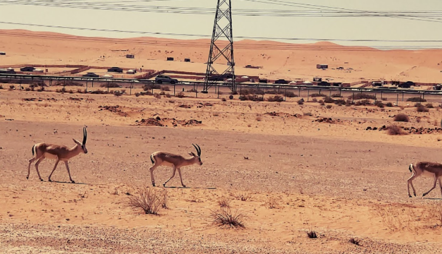 منتزه الثمامة البري “محمية الملك خالد