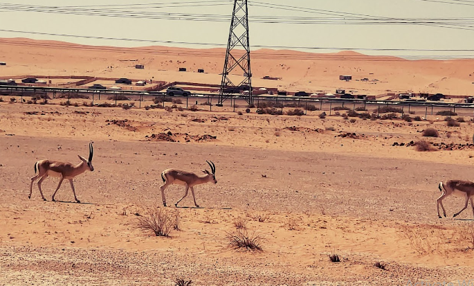 منتزه الثمامة البري “محمية الملك خالد