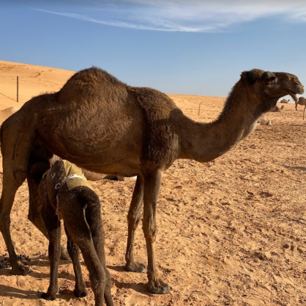 منتزه الثمامة البري “محمية الملك خالد
