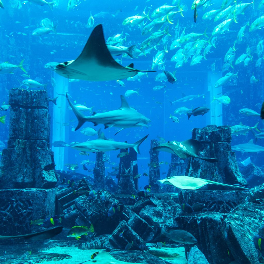 أهم متنزهات الأكواريوم في مدينة دبي