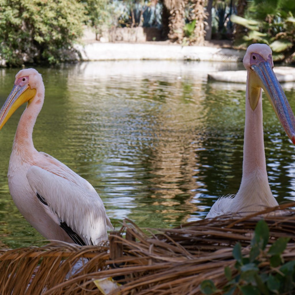 حديقة حيوانات الجيزة 1