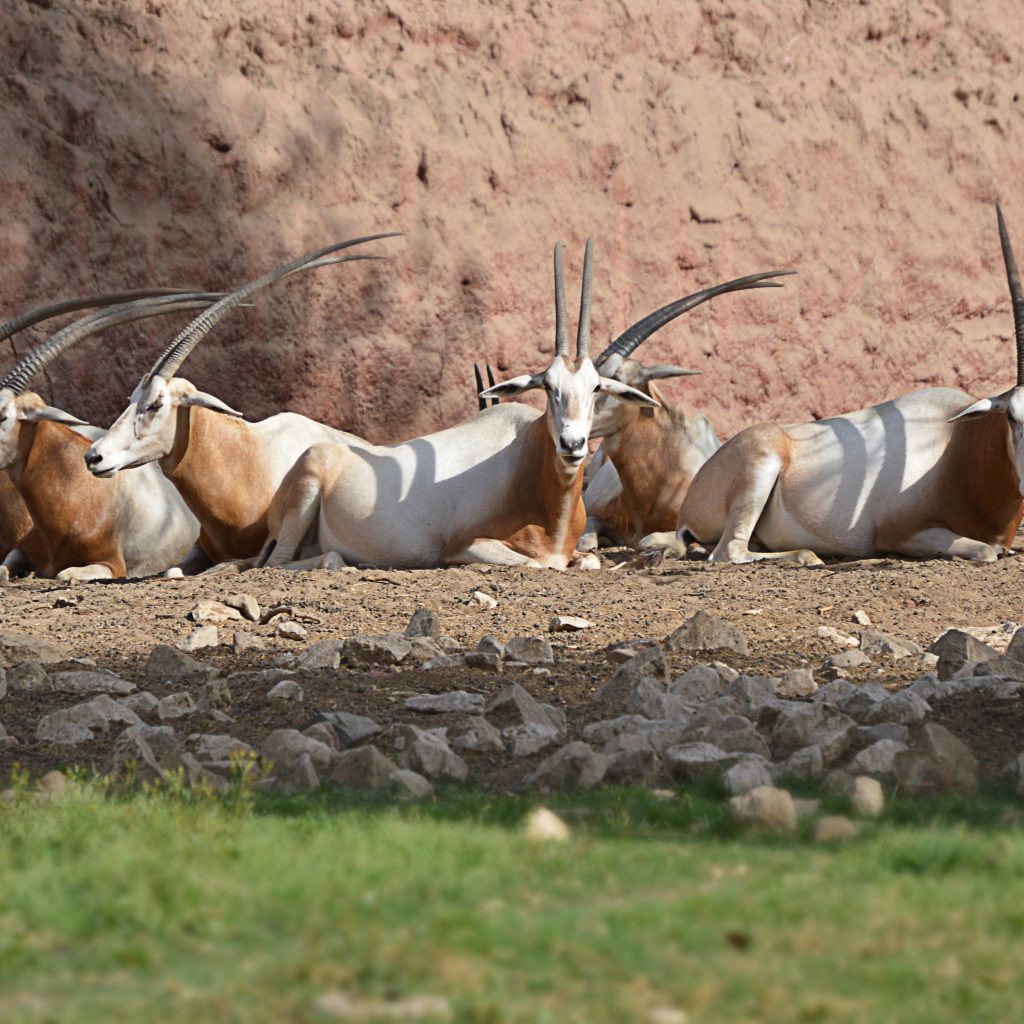 حديقة حيوانات الجيزة 2