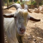 حديقة حيوانات الجيزة 3