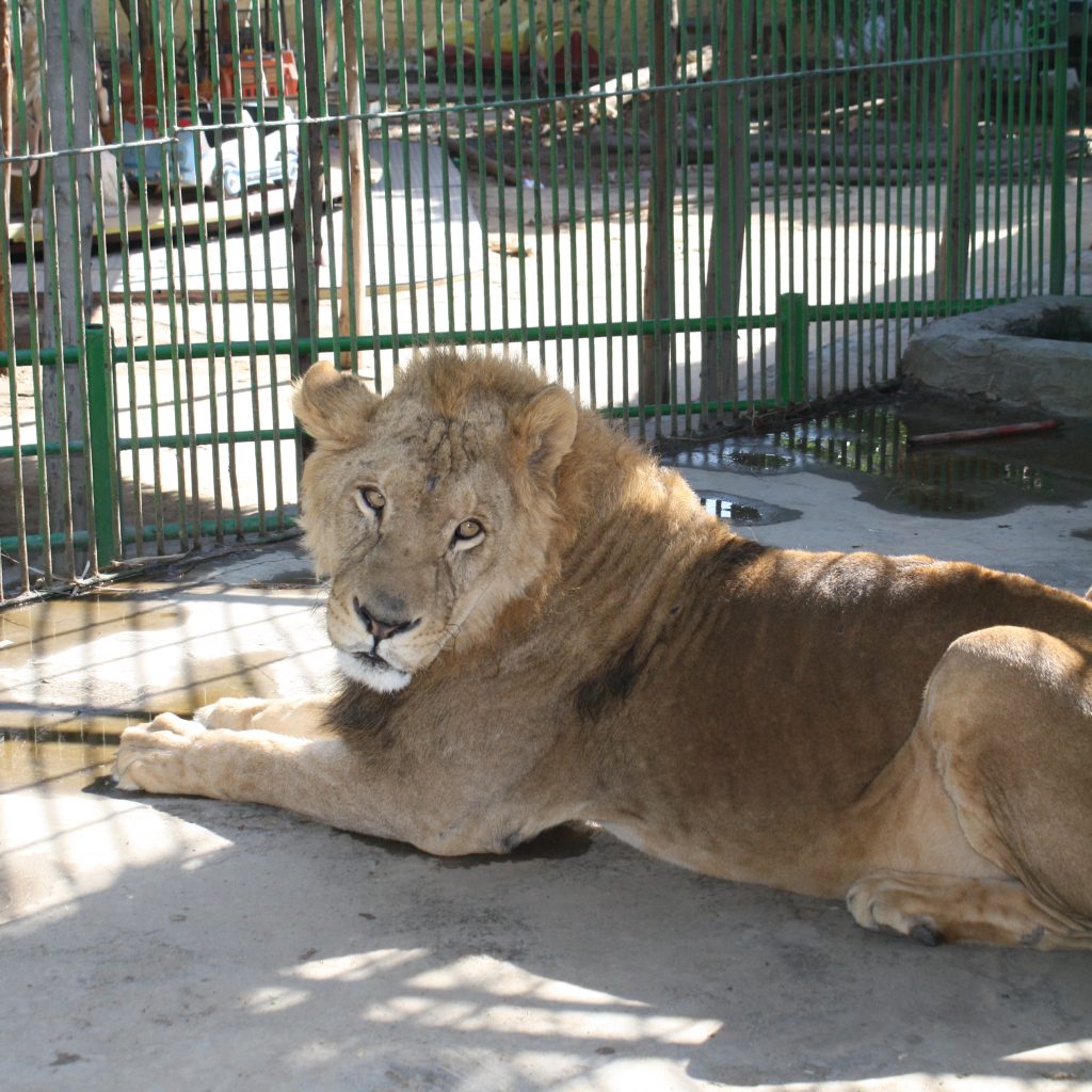 حديقة حيوانات الجيزة 4