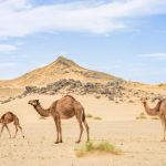 أفضل رحلات السفاري في مدينة جدة5