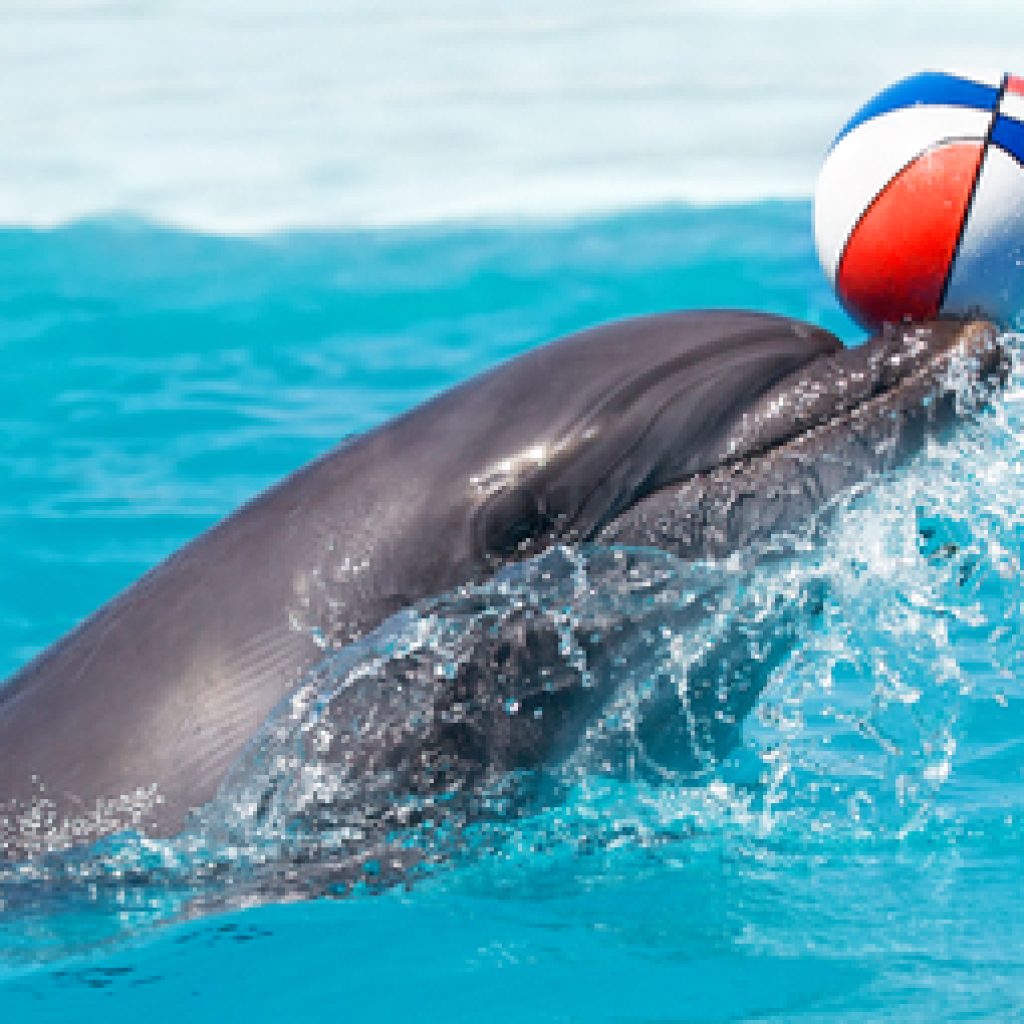 دولفينا بارك