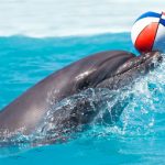 دولفينا بارك