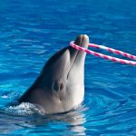 دولفينا بارك 2