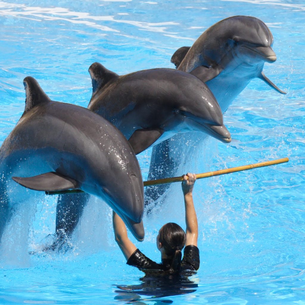 دولفينا بارك 1