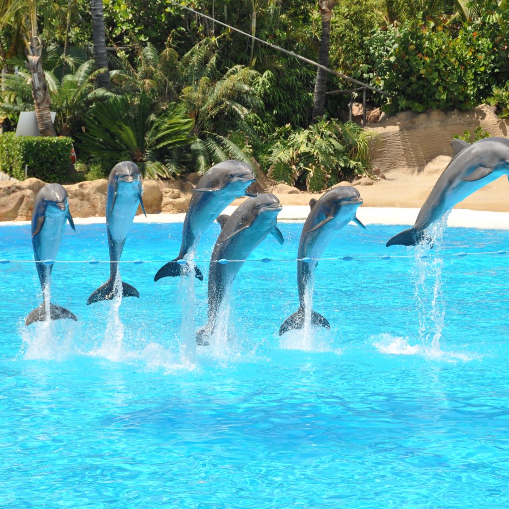 دولفينا بارك 3