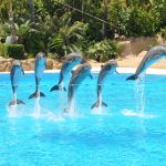 دولفينا بارك 3