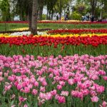 حديقة اميرجان ٣