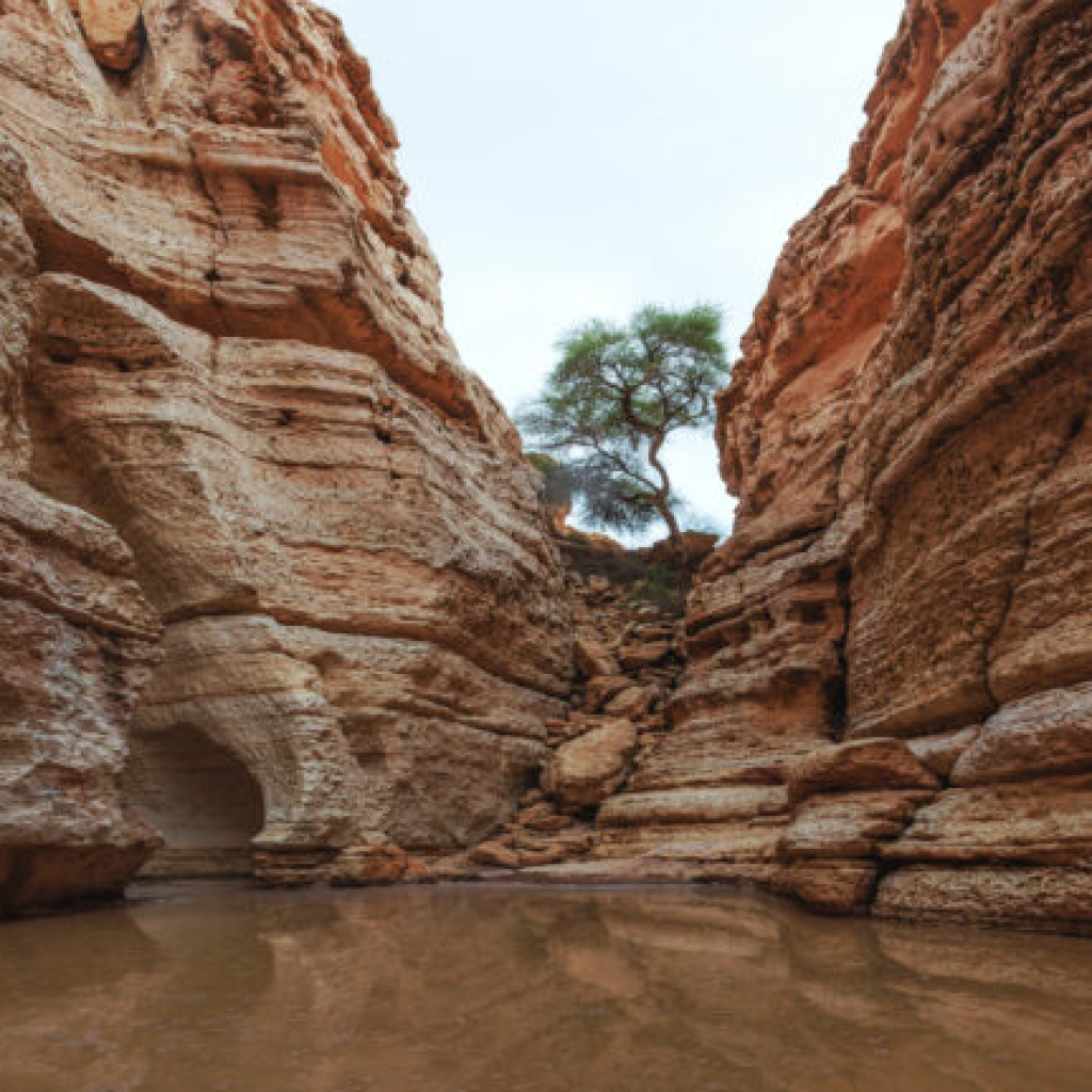 محمية الملك خالد الملكية بالرياض