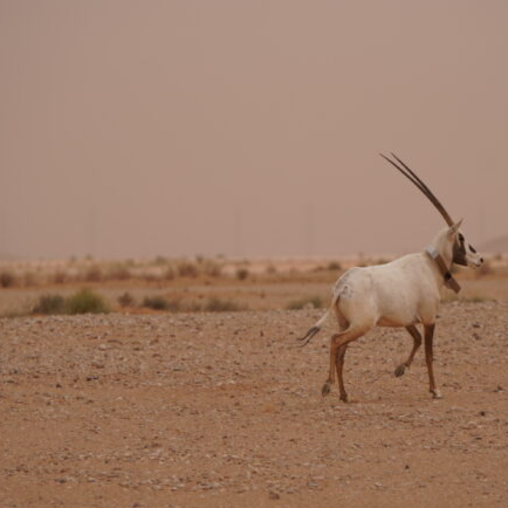 محمية الملك خالد الملكية بالرياض