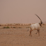 محمية الملك خالد الملكية بالرياض