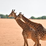 حديقة نوفا للحياة البرية