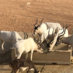 حديقة نوفا للحياة البرية