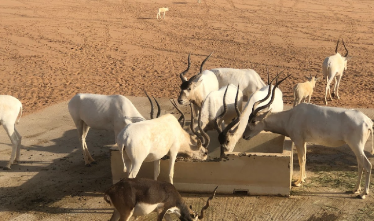 افضل الجولات الصحراوية و البحرية بالرياض