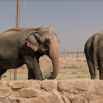 حديقة نوفا للحياة البرية