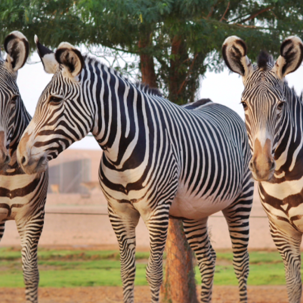 حديقة نوفا للحياة البرية