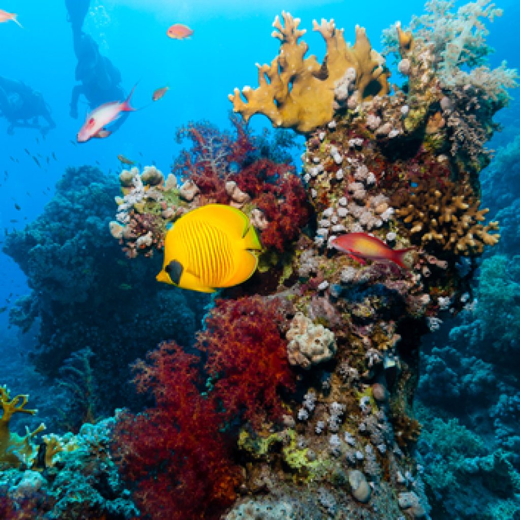 منتزه رأس محمد الوطني 1