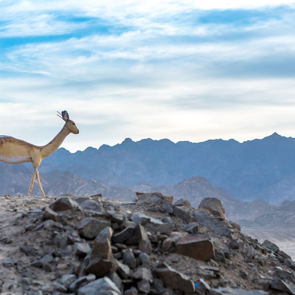 منتزه رأس محمد الوطني 3