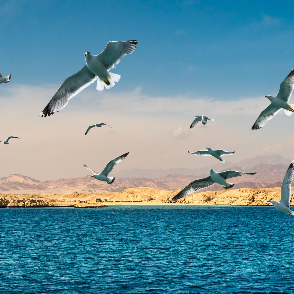 منتزه رأس محمد الوطني 5