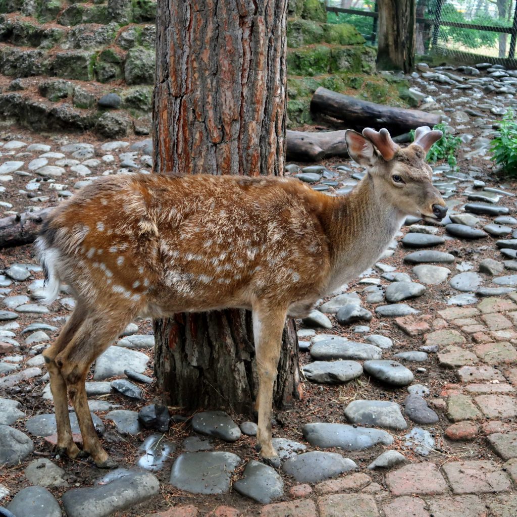 حديقة حيوان تبليسي