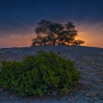 شجرة الحياة