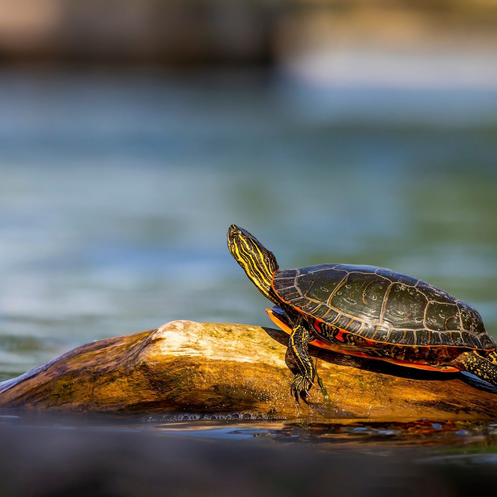 بحيرة السلاحف