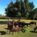 افريكانو بارك 1