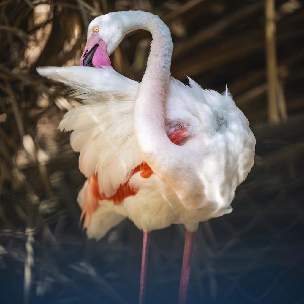 افريكانو بارك 2