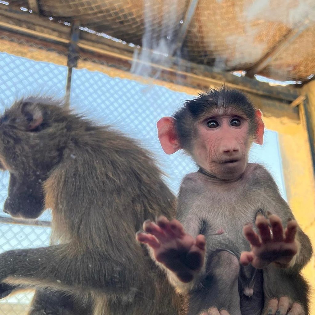 افريكانو بارك 3