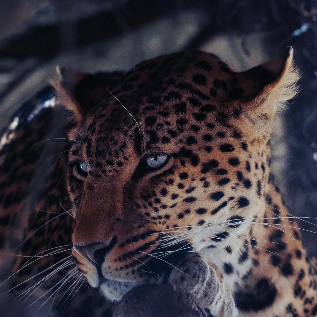 افريكانو بارك 4