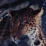 افريكانو بارك 4