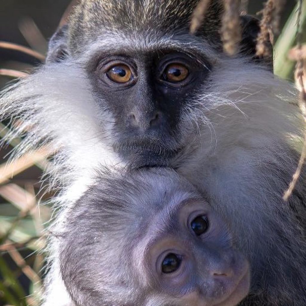 افريكانو بارك 5