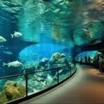 أكواريوم البحرين