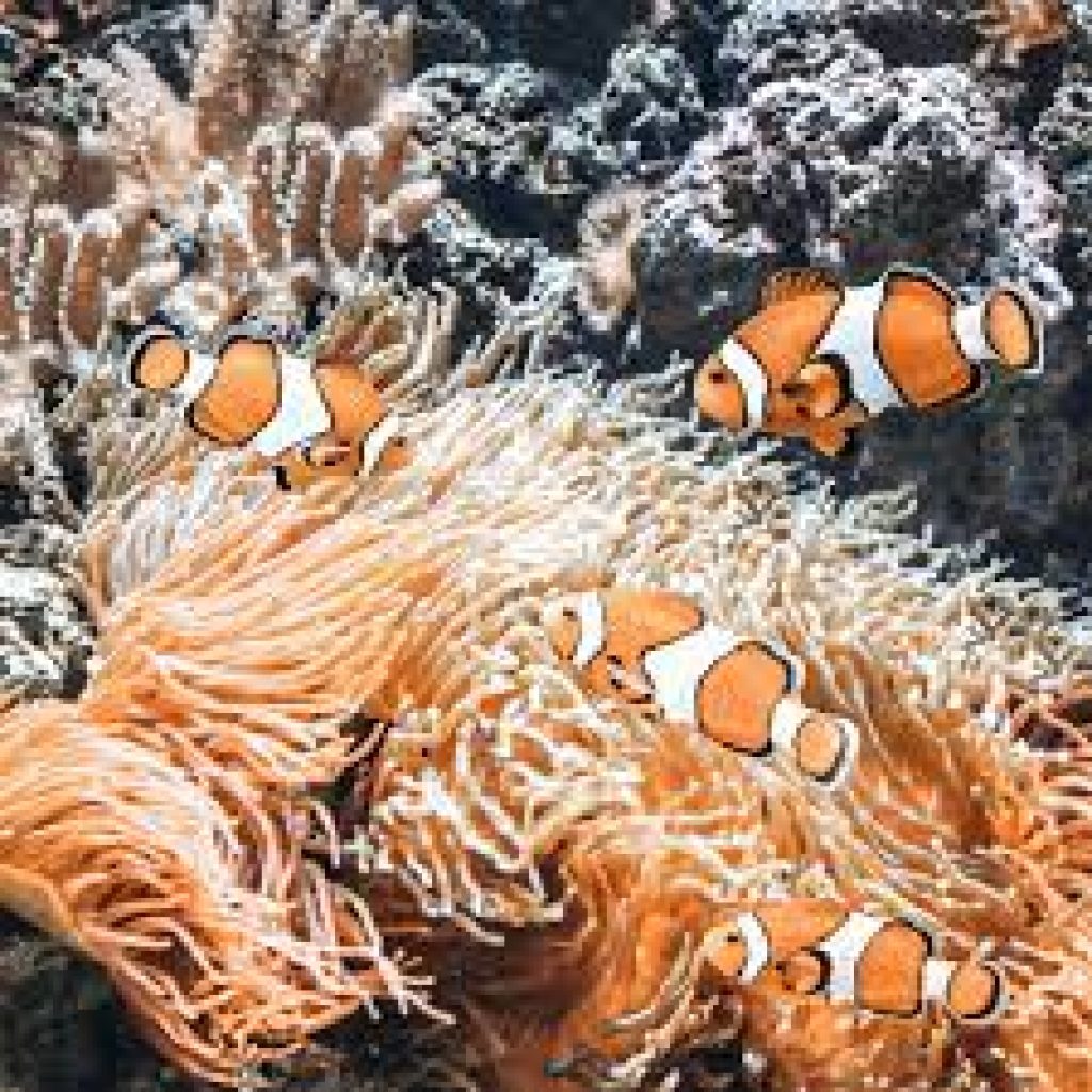 أكواريوم البحرين