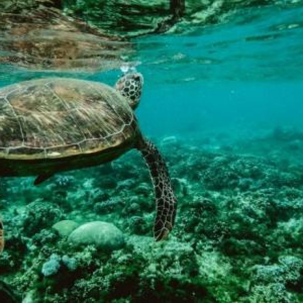 بحيرة السلاحف77