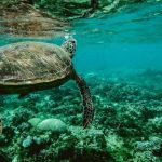 بحيرة السلاحف77