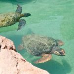 بحيرة السلاحف88