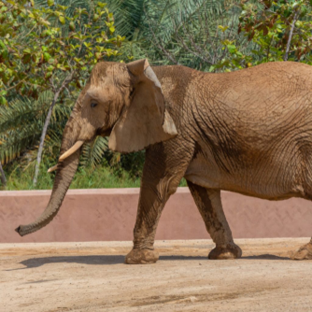 حديقة حيوان جدة جنغل6