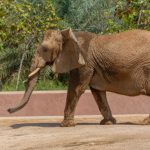 حديقة حيوان جدة جنغل6