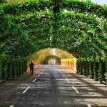 حديقة حيوان جدة جنغل2